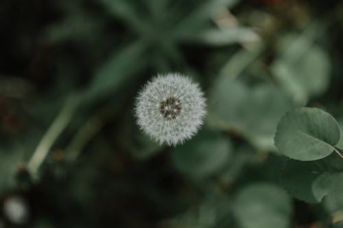 Free Close-Up Shot of a Dandelion in Bloom Stock Photo