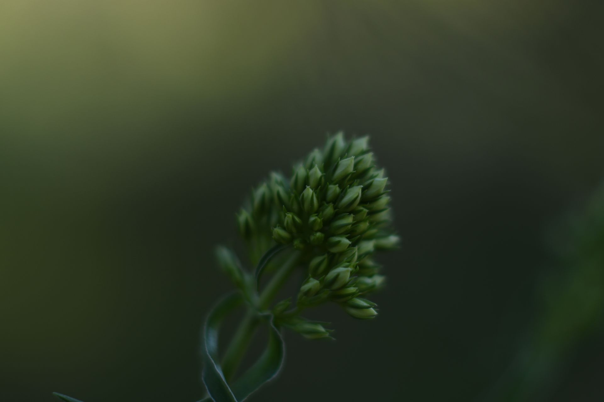 Close-up view of budding sedum flowers against a soft green background in natural lighting.