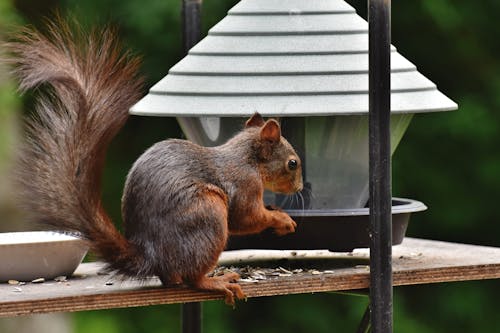 Free stock photo of animals in the wild, rodent, squirrel