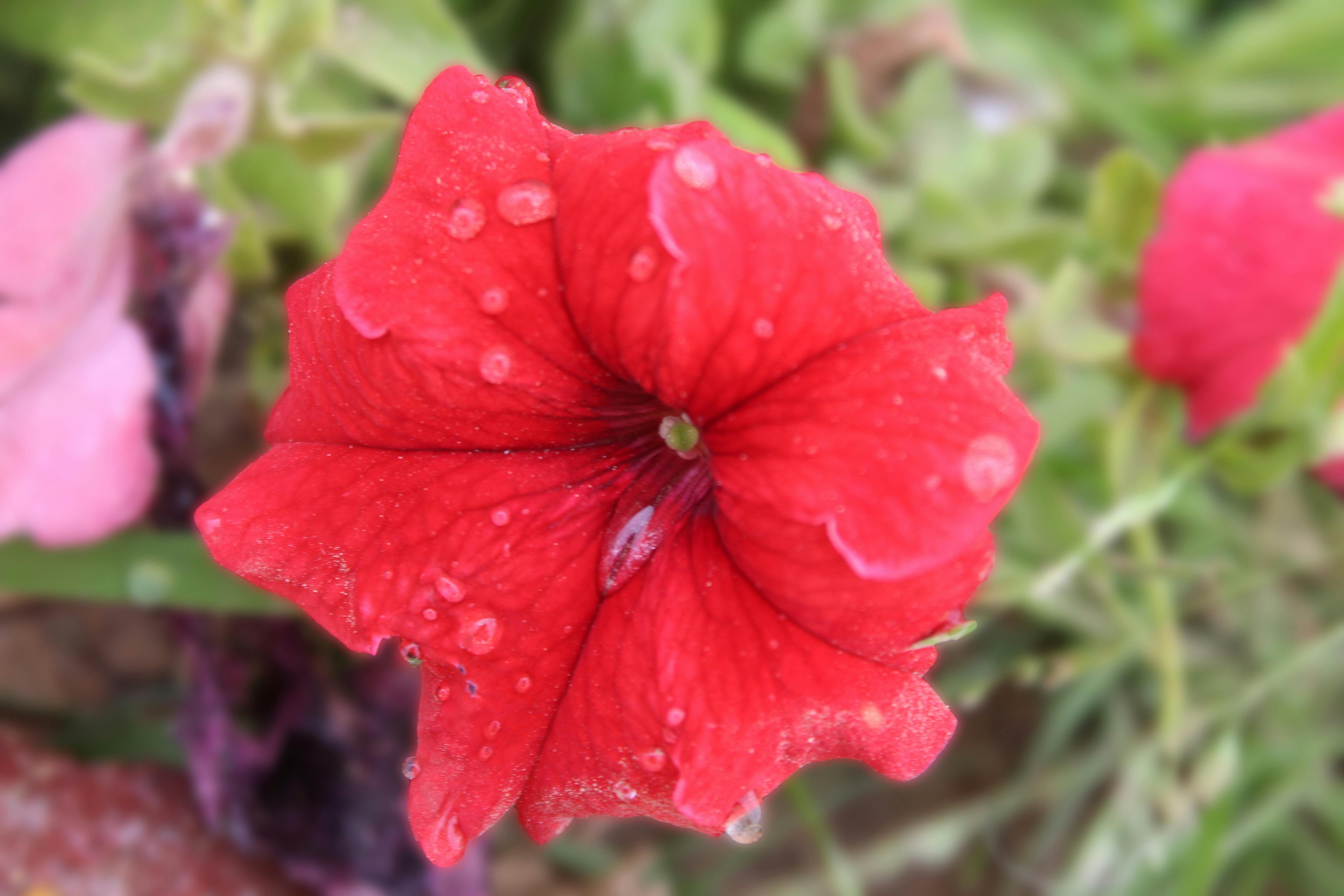 Kostenloses Foto zum Thema: morgensonne, Ø¡Ø¶Ø¡ Ø§Ù„ØµØ¨Ø§Ø­, Ø§Ù„Ø§ÙˆØ