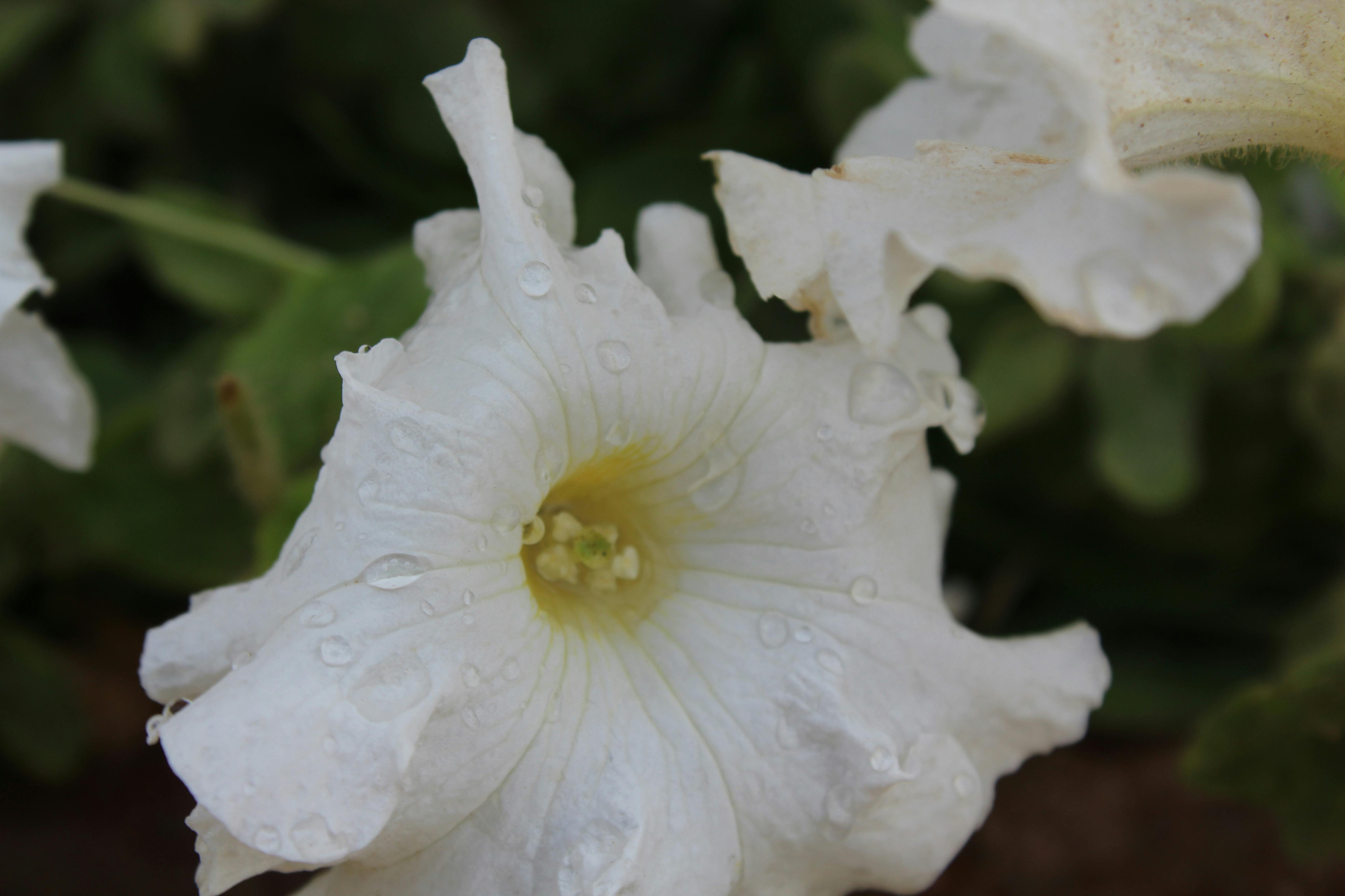 Kostenloses Foto zum Thema: morgensonne, Ø¡Ø¶Ø¡ Ø§Ù„ØµØ¨Ø§Ø­, Ø§Ù„Ø§ÙˆØ