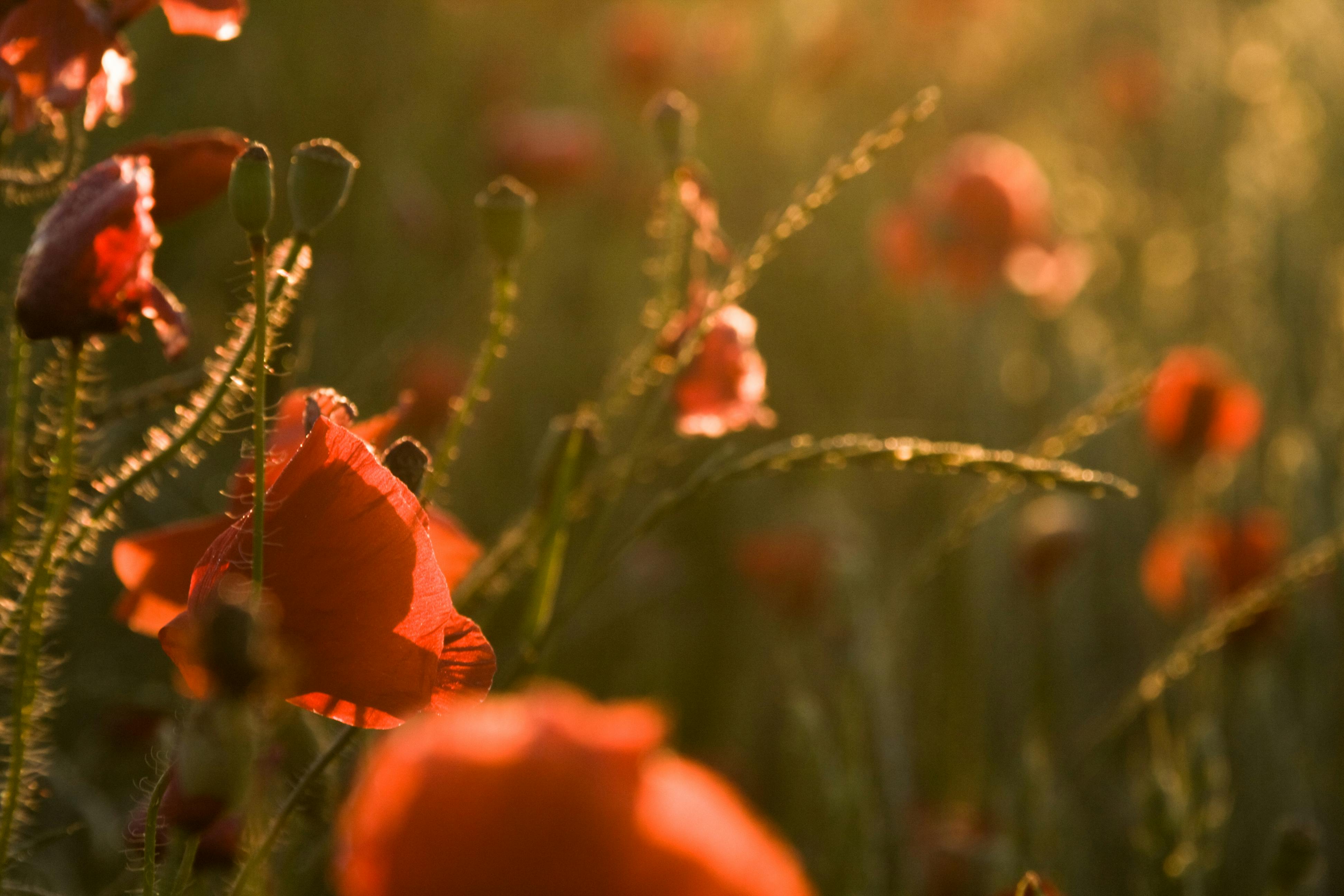 Captivating close-up of poppies in a sunset field, showcasing nature's vibrant colors.