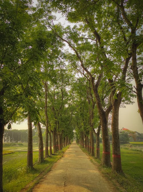 Free stock photo of country road, green, road