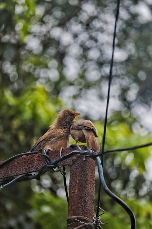 Brown Birds on Rusty Metal Post with Wires