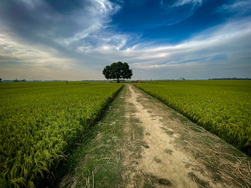 Free stock photo of beautiful nature, green, road