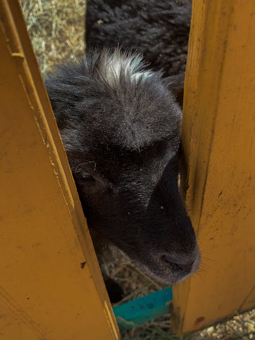Δωρεάν στοκ φωτογραφιών με αγρόκτημα, απολωλός πρόβατο, γκρο πλαν Φωτογραφία από στοκ φωτογραφιών