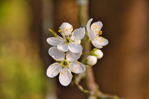Free Elegant close-up of white cherry blossoms blooming on a branch in spring garden. Stock Photo