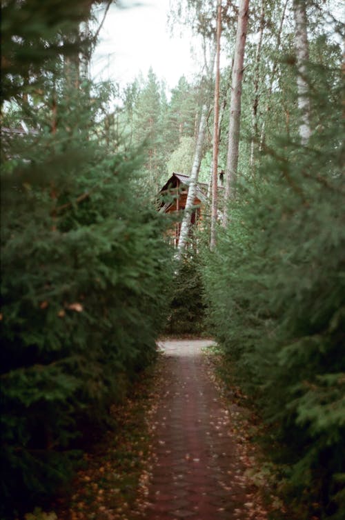 Pathway in Between GreenTrees in the Woods