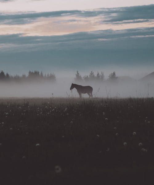 Silhouette of Horse on Grass Field 