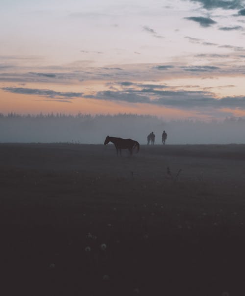Free  Horse on Brown Field During Sunset Stock Photo