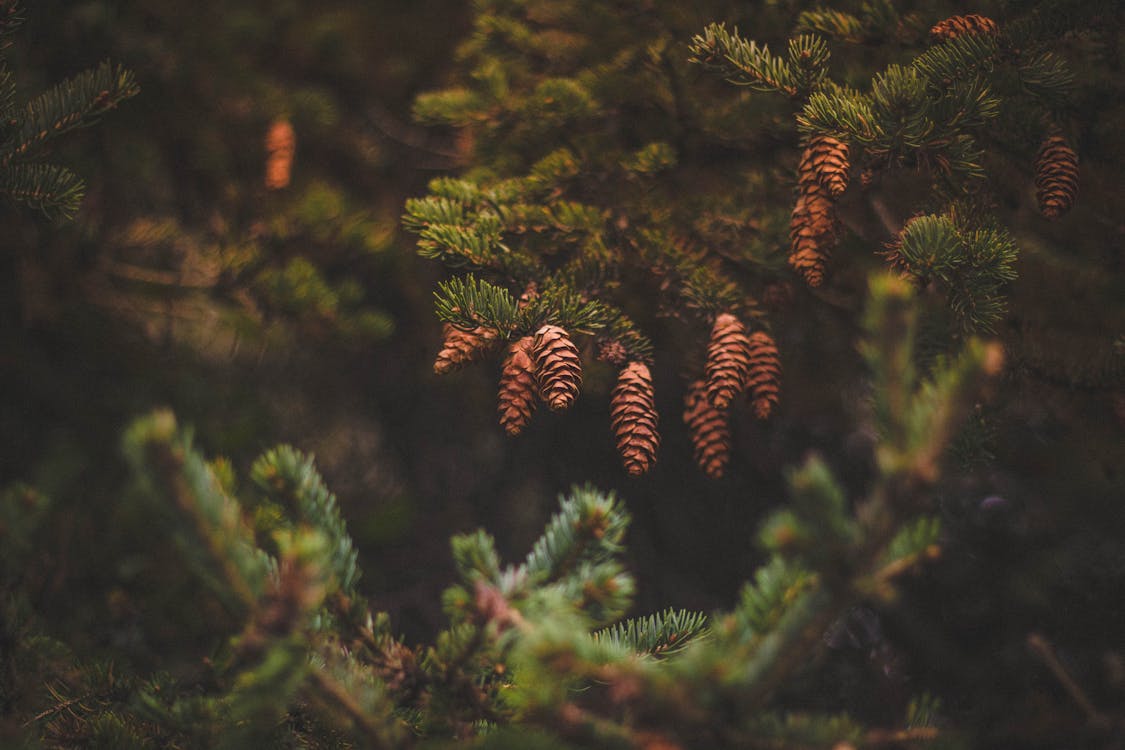 Free Brown Pine Cones on Green Trees Stock Photo
