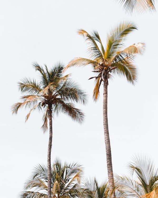Безкоштовне стокове фото на тему «вертикальні постріл, кокосові пальми, пальми»