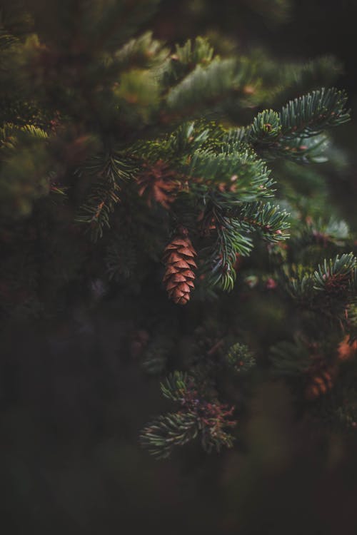 Gratis Foto Closeup Dari Pohon Pinus Foto Stok