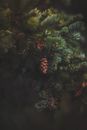 Closeup Photo of Pine Tree