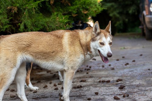 Close-Up Shot of a Brown Siberian Husky