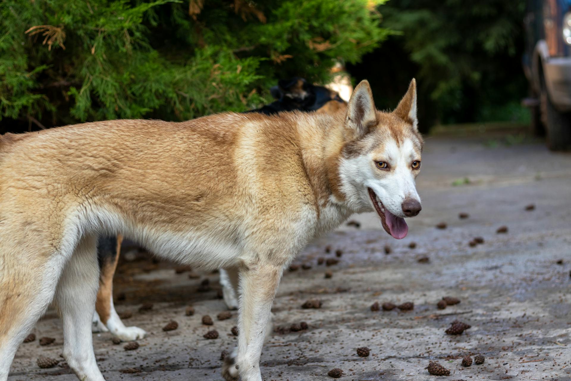 Close-Up Shot of a Brown Siberian Husky