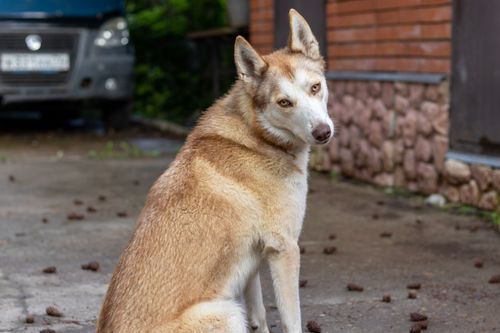 Free A Siberian Husky with brown fur sits on a driveway, glancing back outdoors. Stock Photo