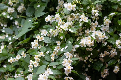 Free Beautiful mock orange blossoms with white petals and green leaves, perfect for nature lovers. Stock Photo