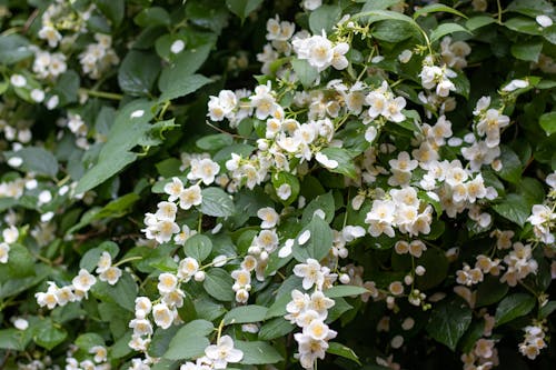 White Flowers With Green Leaves