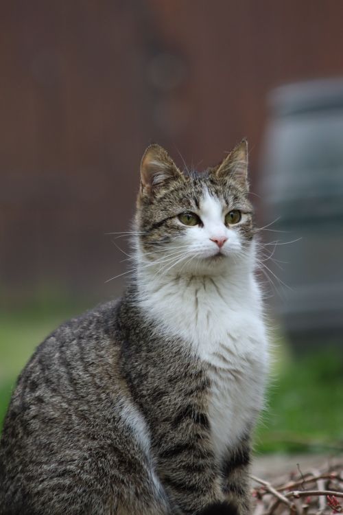 Free A cute tabby cat sits attentively outdoors, showcasing its furry coat against a blurred background. Stock Photo