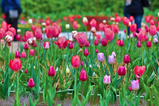 A stunning display of colorful tulips in a lush garden, showcasing natural beauty and springtime vibrance., free online jigsaw puzzle on JigsawPuzzlesFreeOnline.org