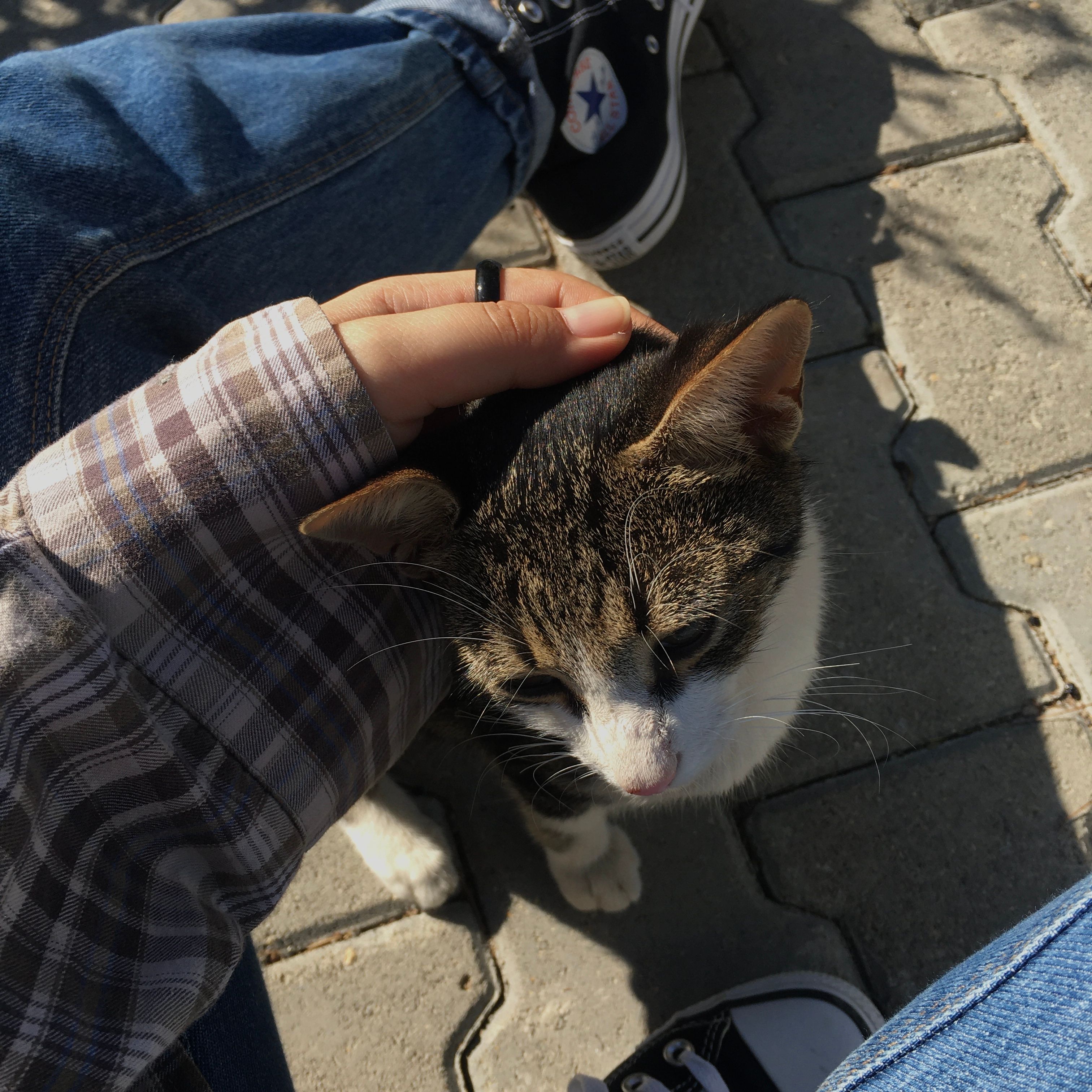 A person petting a tabby cat outdoors in Bozyazı, Mersin, Turkey. Sunlit moment.