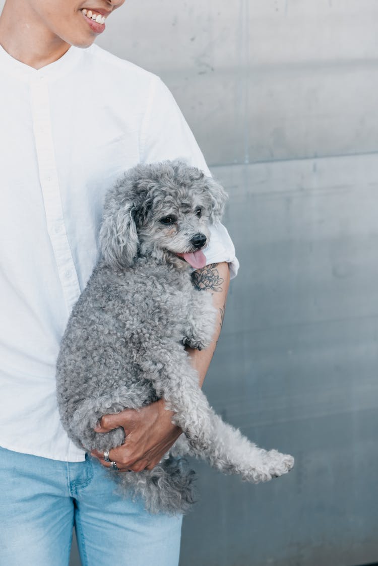 Cute Gray Poodle Carried By A Person