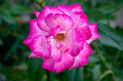 Close-Up Shot of Pink Flower