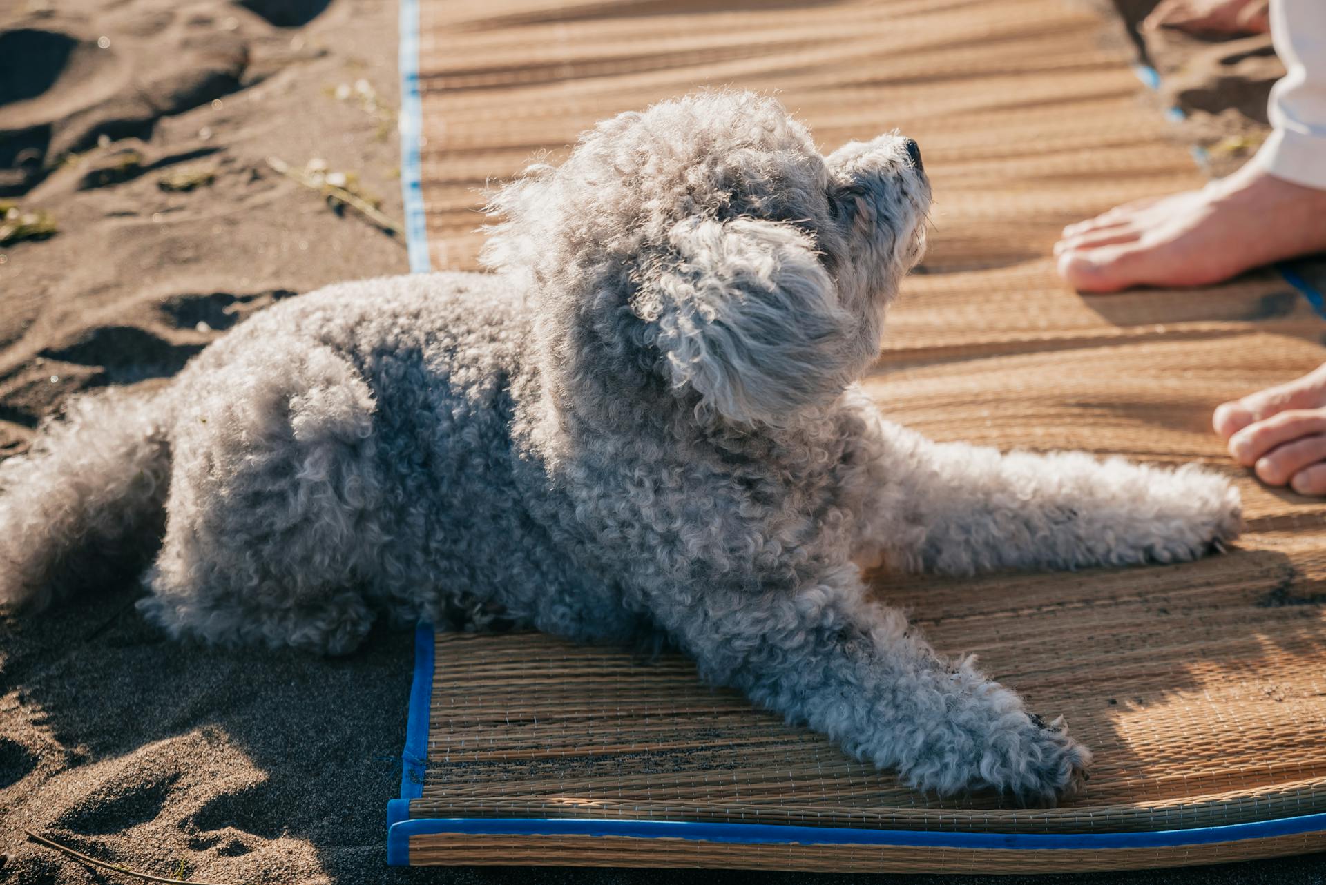 Un mignon caniche gris sur un tapis tissé