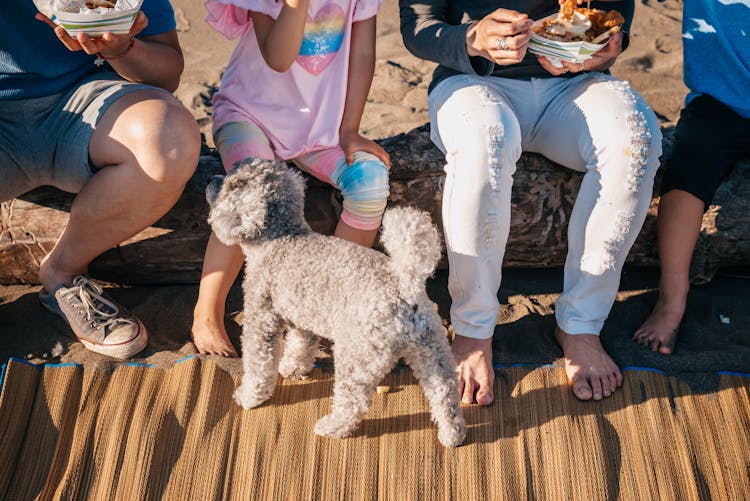 A Gray Poodle On Woven Mat