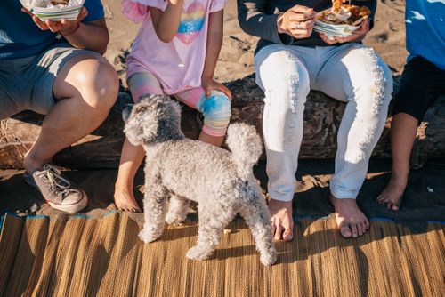 Free Family enjoying a beach picnic with a poodle under sunny skies. Stock Photo