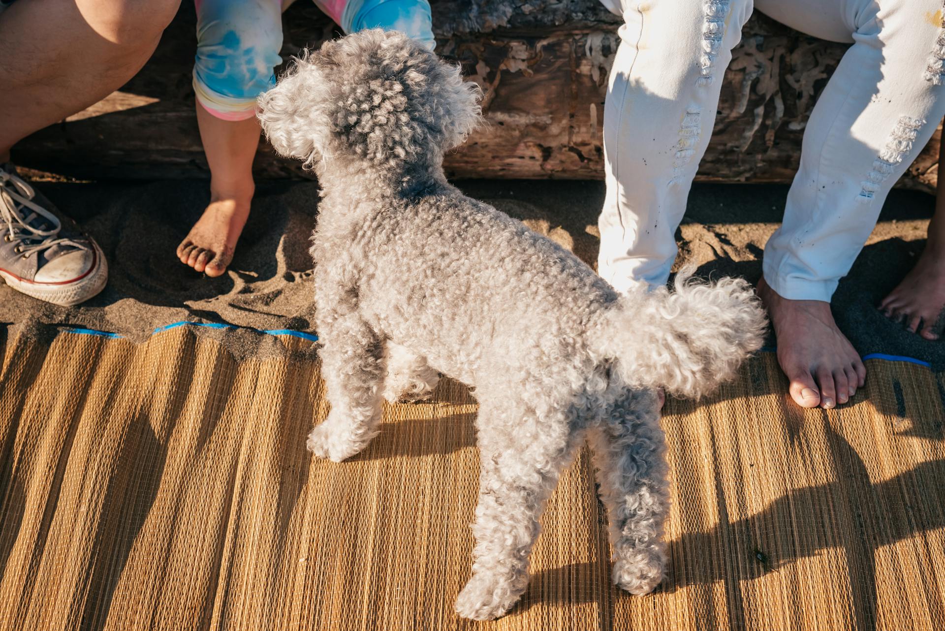 Close Up Photo of a Poodle on Woven Mat