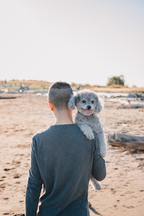 Free Man Carrying Poodle Stock Photo