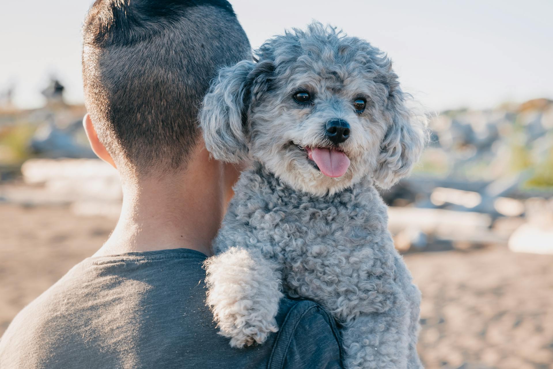 Un joli caniche gris porté par une personne