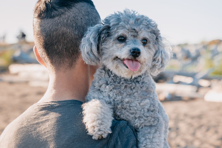 A Cute Gray Poodle Carried By A Person