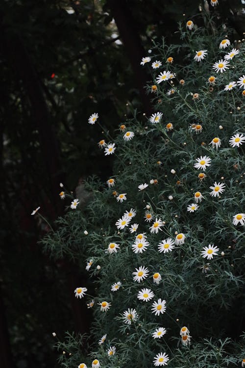 คลังภาพถ่ายฟรี ของ กำลังบาน, ดอกคาโมไมล์, ดอกไม้