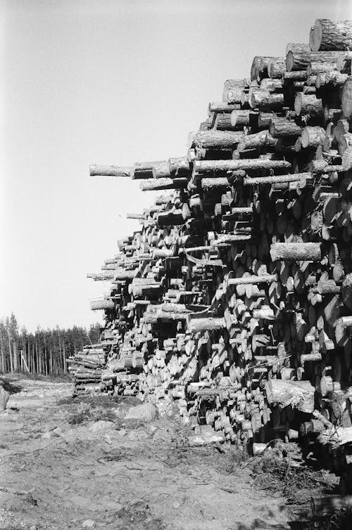 Free Black and White Photo of Stacks of Wooden Logs Stock Photo