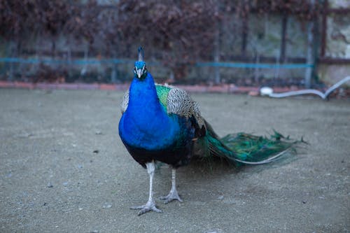 Peacock on Gray Concrete Road