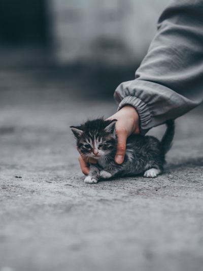 Stray kitten comforted by a hand — photo by Kemran Kurbanov on Pexels