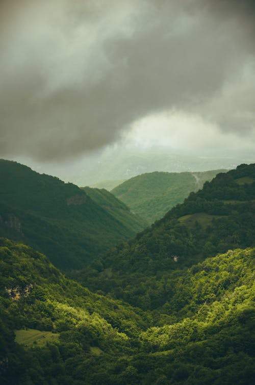 Foto d'estoc gratuïta de amb boira, arbres, bosc