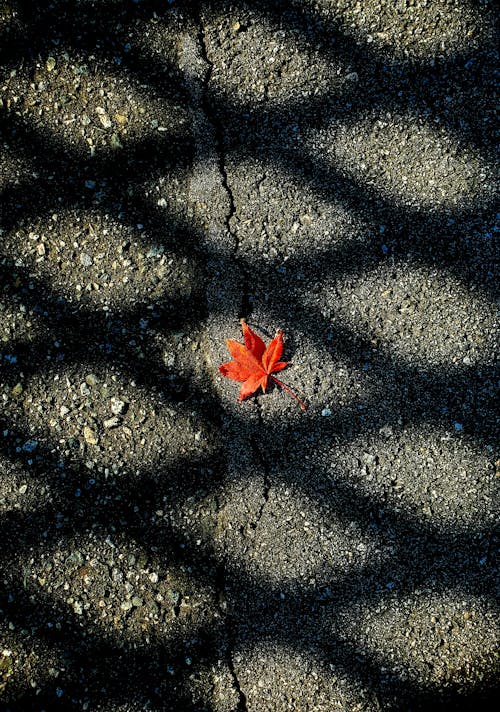 Orange Maple leaf on Asphalt Pavement