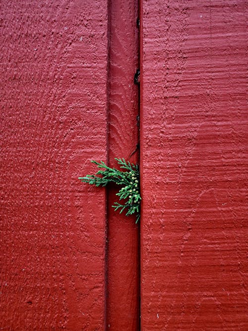 Leaves Picking Through a Wooden Fence