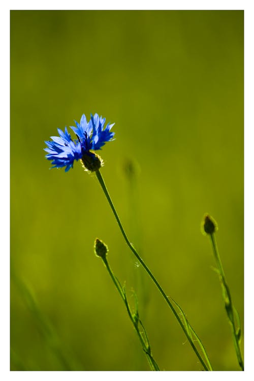 Foto profissional grátis de flores, natureza, primavera