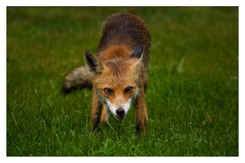 Foto profissional grátis de animais selvagens, raposa