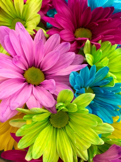 Pink Red Yellow Petaled Flower in Close Up Shot