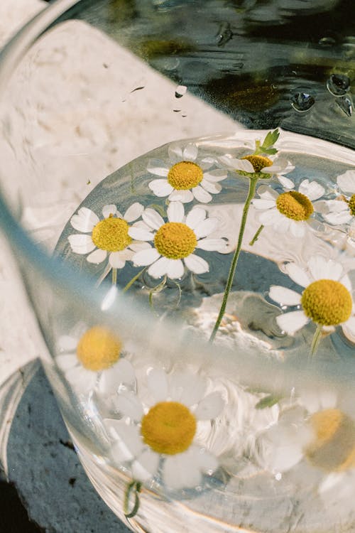 From above of delicate white blooming chamomile flowers with yellow middle placed on water in glass beaker outside