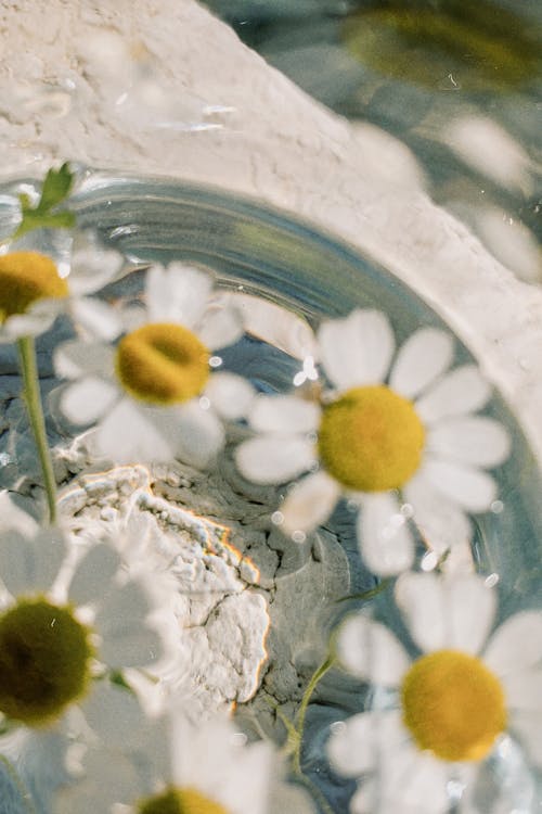 White Flowers with Yellow Buds