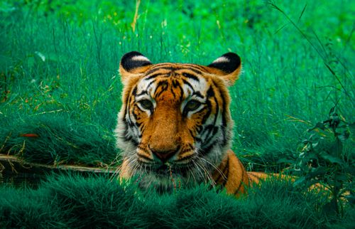 Free Close-up portrait of a Bengal tiger hiding in vibrant green grass. Stock Photo
