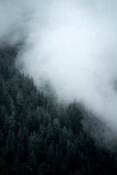Aerial view of a misty pine forest on a mountainside in Ormont-Dessus, Switzerland.