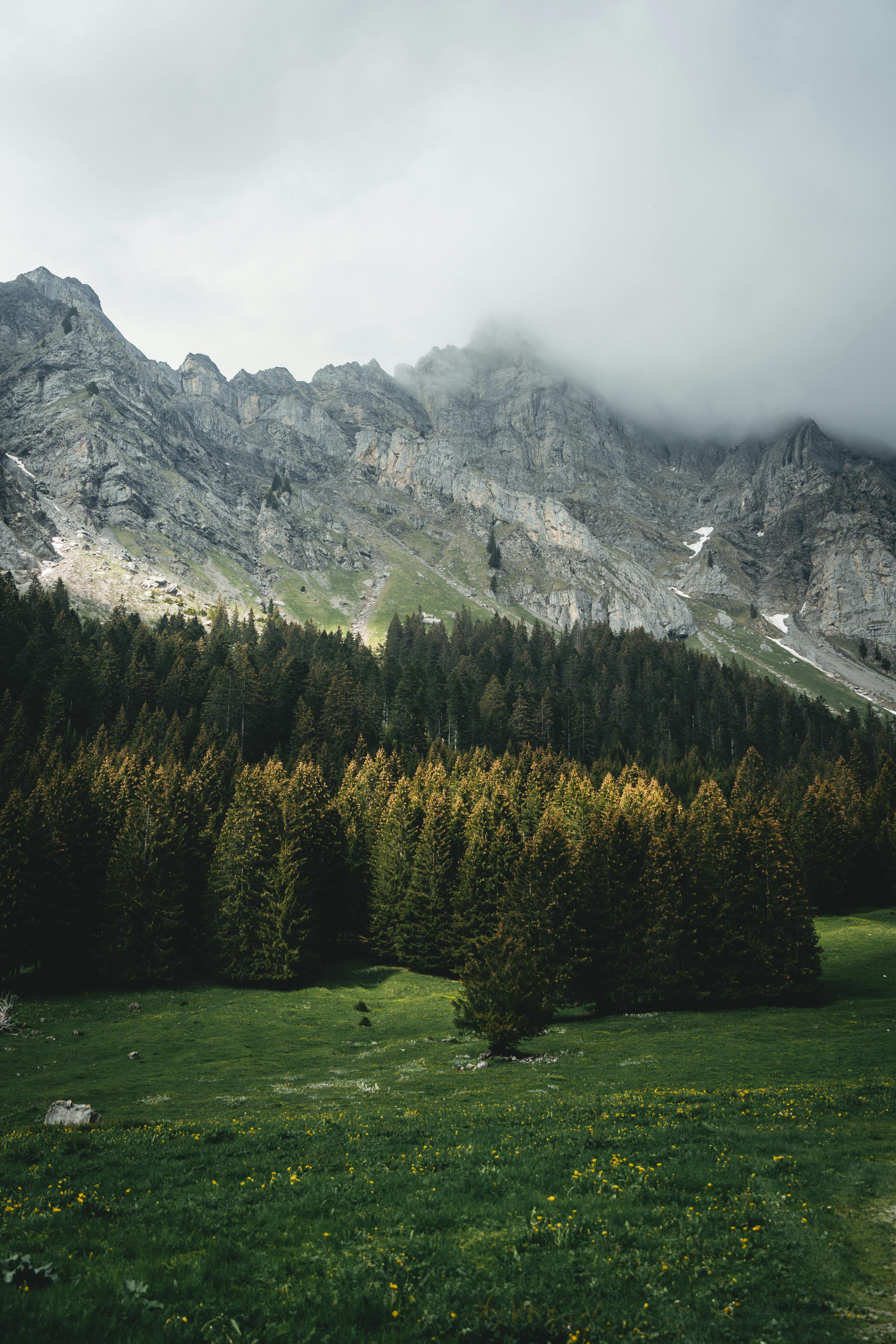 Stunning view of Swiss mountains with a lush pine forest under overcast skies.